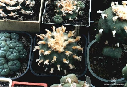 Lophophora diffusa