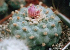 Lophophora frichii