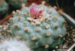 Lophophora frichii