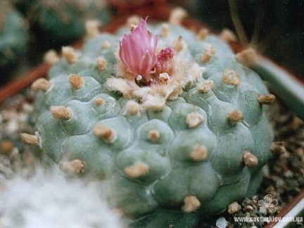 Lophophora frichii