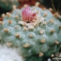 Lophophora frichii