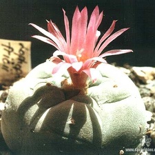 Lophophora fricii