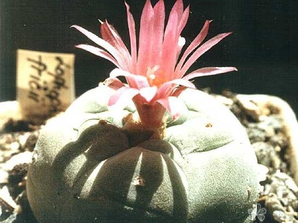Lophophora fricii