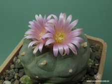 Lophophora fricii