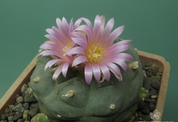 Lophophora fricii