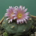 Lophophora fricii