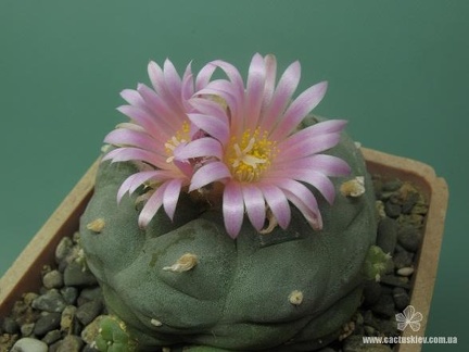 Lophophora fricii