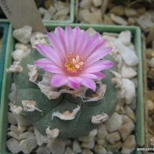 Lophophora jourdaniana