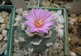 Lophophora jourdaniana