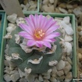 Lophophora jourdaniana
