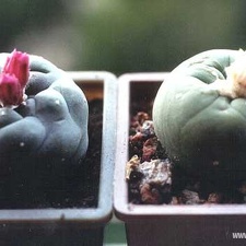 Lophophora jourdaniana и lutea