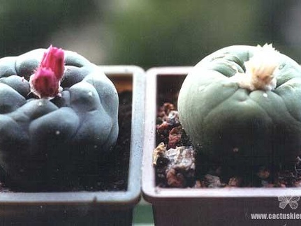 Lophophora jourdaniana и lutea