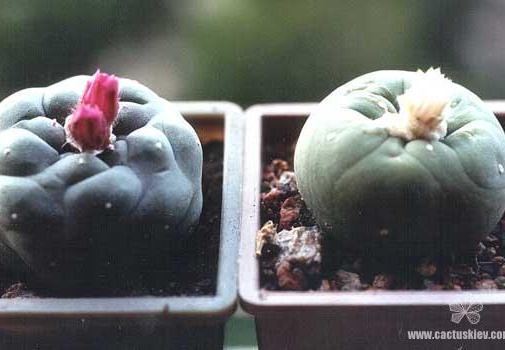 Lophophora jourdaniana и lutea