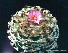 Lophophora jourdaniana