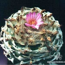 Lophophora jourdaniana