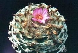 Lophophora jourdaniana