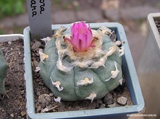 Lophophora jourdaniana