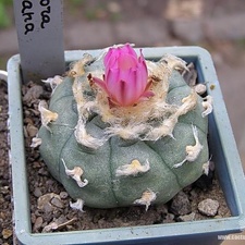 Lophophora jourdaniana