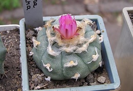 Lophophora jourdaniana