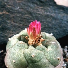 Lophophora jourdaniana