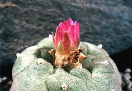 Lophophora jourdaniana