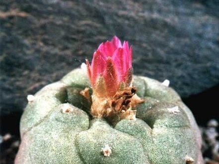 Lophophora jourdaniana