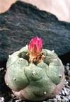 Lophophora jourdaniana