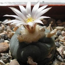 Lophophora koehresii