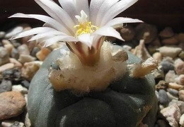 Lophophora koehresii