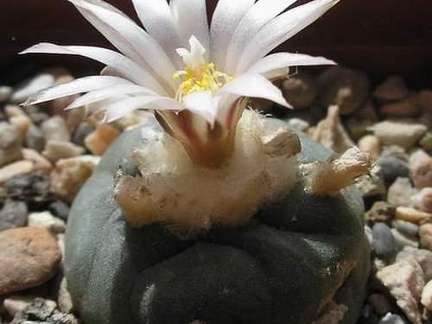 Lophophora koehresii