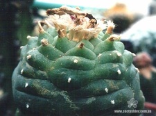 Lophophora lutea