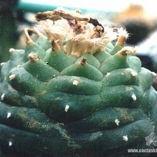 Lophophora lutea