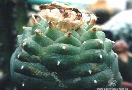 Lophophora lutea