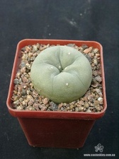 Lophophora lutea