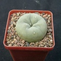 Lophophora lutea