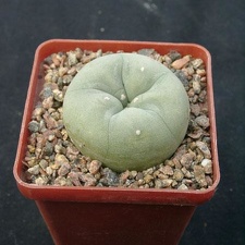 Lophophora lutea