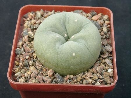 Lophophora lutea