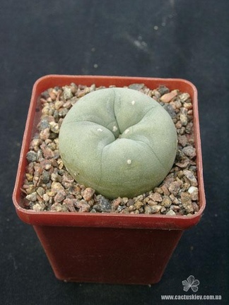 Lophophora lutea