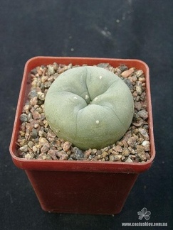 Lophophora lutea