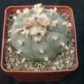 Lophophora wiliamsii