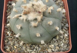 Lophophora wiliamsii