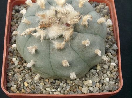 Lophophora wiliamsii