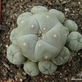 Lophophora wiliamsii v. caespitosa