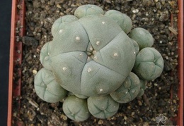 Lophophora wiliamsii v. caespitosa