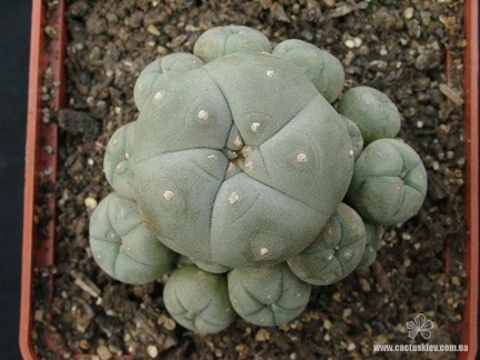 Lophophora wiliamsii v. caespitosa