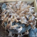 Lophophora williamsii