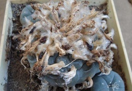 Lophophora williamsii