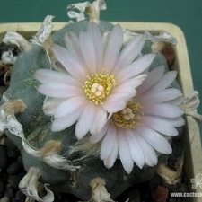 Lophophora williamsii Huizache