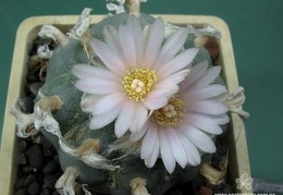 Lophophora williamsii Huizache