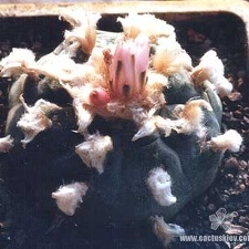 Lophophora williamsii